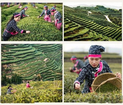 一片树叶爆料视频大全,视频大全带你探索自然奥秘 第2张 一片树叶爆料视频大全,视频大全带你探索自然奥秘 第2张